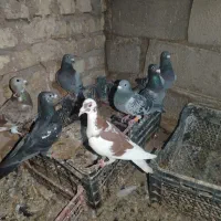 آلمانی پرشی