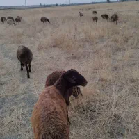 میش پییر. و ب ره مریض