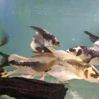 کوی مایان و پلاتینیوم و بقیه نژاد ها|ماهی|فولادشهر, B4|دیوار