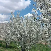 باغ-در-اسپیران