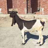 بز پتیری ابستن ۳ماه|حیوانات مزرعه|جیرفت, |دیوار