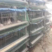 قفس بلدرچین