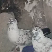 کفتر گم شده|حیوانات|محمدشهر, یزدیها|دیوار