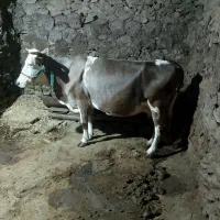 فروش گاو شیری سویسی|حیوانات مزرعه|کلاترزان, |دیوار