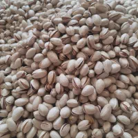 پسته خام تازه امسال ۱۴۰۴مهر