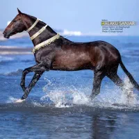 مادیان ترکمن خالص