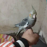 عروس هلندی نر و ماده|پرنده|شوشتر, |دیوار