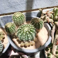 گیاه کاکتوس 2مترونیم