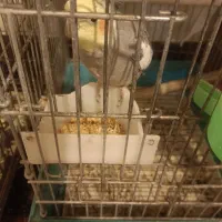 عروس هلندی|پرنده|مرودشت, سهلآباد|دیوار