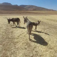 تعداددومادهخرویکنرخربفروشمیرسد|حیوانات مزرعه|بلداجی, |دیوار