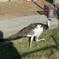 جوجه طاووس هندی و مصری|حیوانات مزرعه|محمدبار, |دیوار