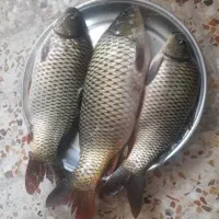 ماهی کپور