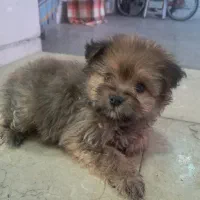 پاپی توله|سگ|شاهینشهر, حاجی آباد|دیوار