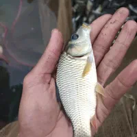 بچه ماهی آمور وکپور|ماهی|قصرشیرین, |دیوار