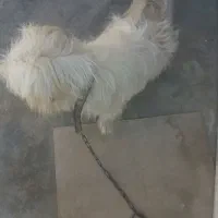 سگ پشمالو|سگ|مسجد سلیمان, |دیوار