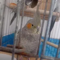 عروس هلندی نر و ماده رام و دستی|پرنده|قرچک, مجتمع مسکونی طبیعت|دیوار