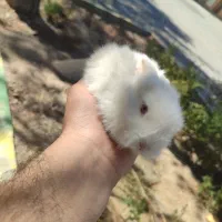 بچه خرگوش