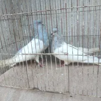 کفتر فروشی