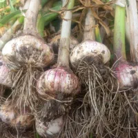 سیر محلی|خوردنی و آشامیدنی|خان ببین, |دیوار