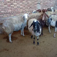 میش چاق برای داشت و کشتار|حیوانات مزرعه|پیر سلیمان, |دیوار