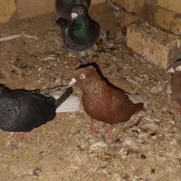 سرخ دم سفید و دوکت کاغذی مهر|پرنده|زنجانرود, |دیوار