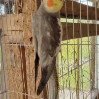 عروس هلندی نر