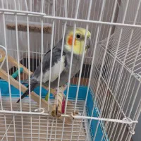 عروس هلندی سخنگو