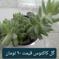 انواع گل کاکتوس گل آپارتمانی گل شکوفه|گل و گیاه طبیعی|نجفآباد, ریاضی|دیوار