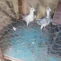 کبوتر پلاکی