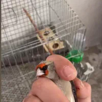 سهره کرمانی مست