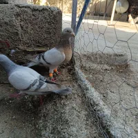 نقره ای|پرنده|کوهمره, |دیوار