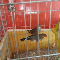 جاده کوت عبدالله  درویشه