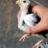 مرغ گلین وجوجه گلین نیمچه|حیوانات مزرعه|انبارآلوم, |دیوار