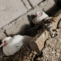 تعدادی کفتر سفید|پرنده|چیتاب, |دیوار