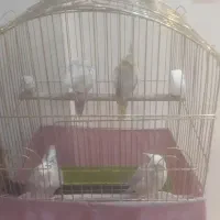 ۴ عدد عروس هلندی بفروش میرسد