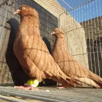 ۲تا سینه نر جفت زرد نرو ماده 1سارنر مشکی ماده|پرنده|مشهد, کارمندان دوم|دیوار