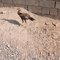 فروش جوجه لاری|حیوانات مزرعه|سیرجان, |دیوار