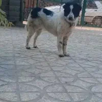 توله قدرجونی