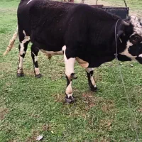 ورزا‌ کوله‌ سیمینتال