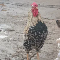 خروس شصت پوک
