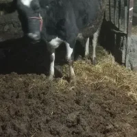 گاو|حیوانات مزرعه|مشهد, تبادکان|دیوار