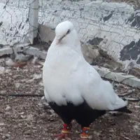 دسته کفتر شب بازی