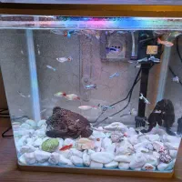 اکواریوم|ماهی|ری, دولت‌آباد|دیوار