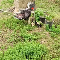 جوجه بوقلمون بچه بوقلمون محلی