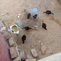 جوجه چابهار ی