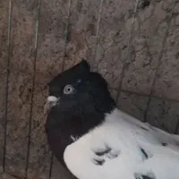 ماده سینه ای