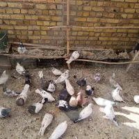 کاکلی|پرنده|خرمدره, |دیوار