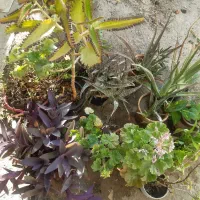 گل شمعدونی و پتوس|گل و گیاه طبیعی|گلبهار, شهر جدید گلبهار|دیوار