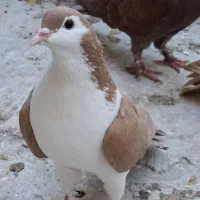 کلاغدم ماده