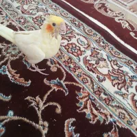 عروس هلندی دستی|پرنده|تفت, |دیوار